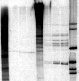 átfedő, ellentétes irányú transzkripciót detektáltunk az Ada2a/Rpb4 gén (+850)-(+2795) szakaszán (11. ábra).