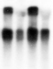 B: A bomló RNS mintákat összekevertük a stabil kontroll RNS-sel, és így vizsgáltuk az előbbi embrió extraktumban. Az 1., 3., 5. és 7.