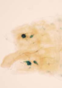 ábra Drosophila melanogaster DTL hiányos fenotípusa A: L3 lárvális fejlődési