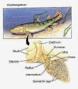 KÉTÉLTŰEK (AMPHIBIA) osztálya Eusthenopteron Devon végi rhipidistia eltérő oxigén