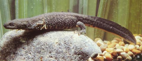 Triturus