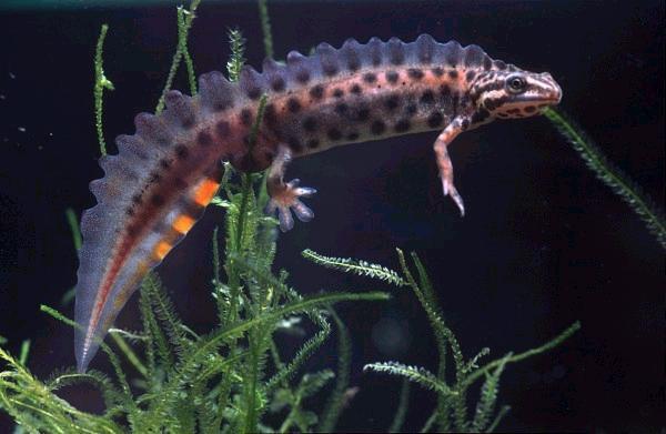 Triturus