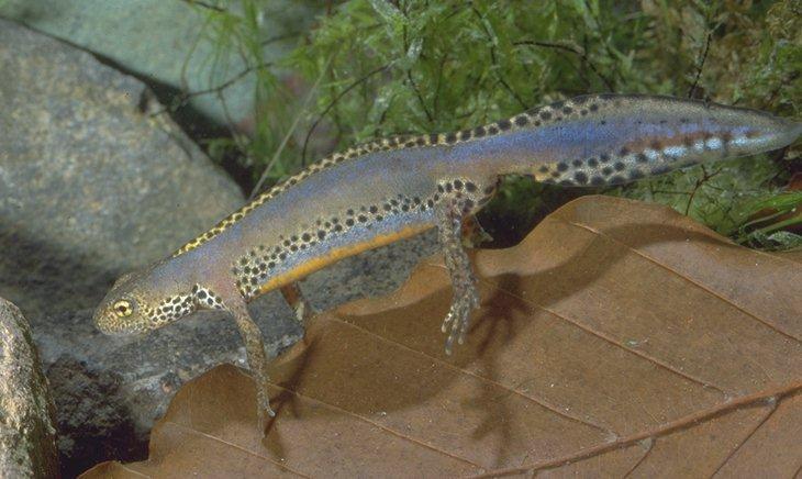 Triturus