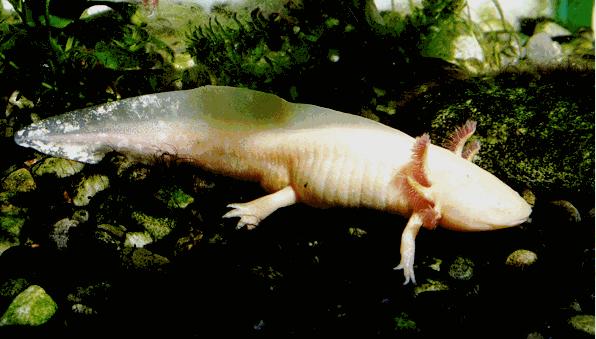 Ambystoma mexicanum mexikói