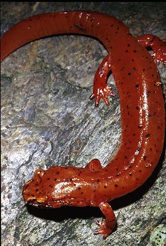 Tüdőtlen-szalamandrafélék (Plethodontidae) a legsikeresebb csoport, 244 faj nincs tüdő, bőrön és szájüregen keresztül lélegeznek, tüdőartéria a bőrbe É- és D-Am.