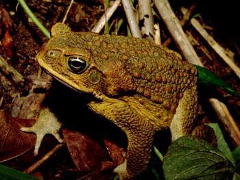 Varangyfélék (Bufonidae) kb.