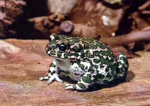 Bufo viridis