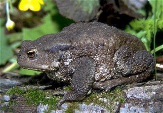 Bufo bufo