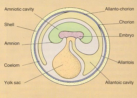 magzating amnion; embrió fejlődése húgyhártya v.
