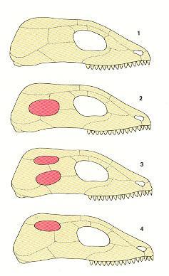 diapsid 4.