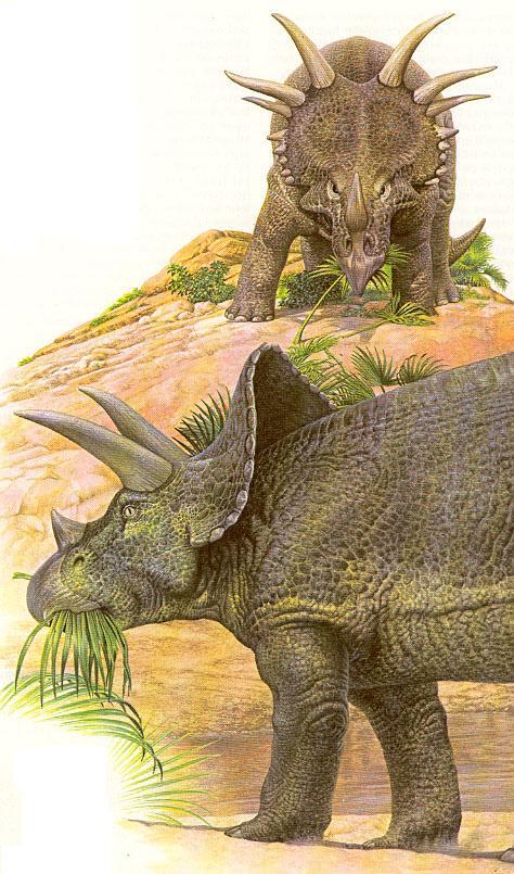 Styracosaurus (6