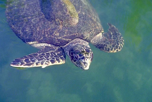 NYAKREJTŐ TEKNŐSÖK (CRYPTODIRA) alrendje Tengeriteknős-félék (Cheloniidae) /6 faj/ közönséges levesteknős