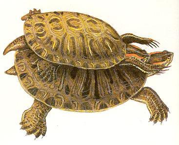 Mocsáriteknős-félék (Emydidae) /~ 85 faj/ mocsári teknős