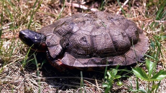 Szárazfölditeknős-félék (Testudinidae) mór teknős (Testudo