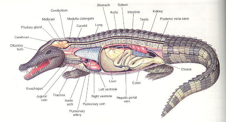 Crocodilidae gyíkszabású test, 4-6 (10) m, ormányszerű arcorr, oldalról lapított farok rövid lábak, hátsókon úszóhártya