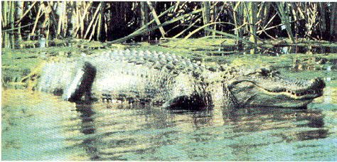 1 faj Kínában (Alligator sinensis) csukott