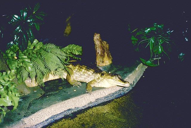 kínai alligátor (Alligator sinensis) csukaorrú