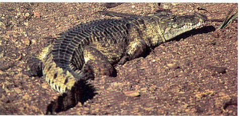 KROKODILOK (CROCODYLIA) rendje Krokodilfélék