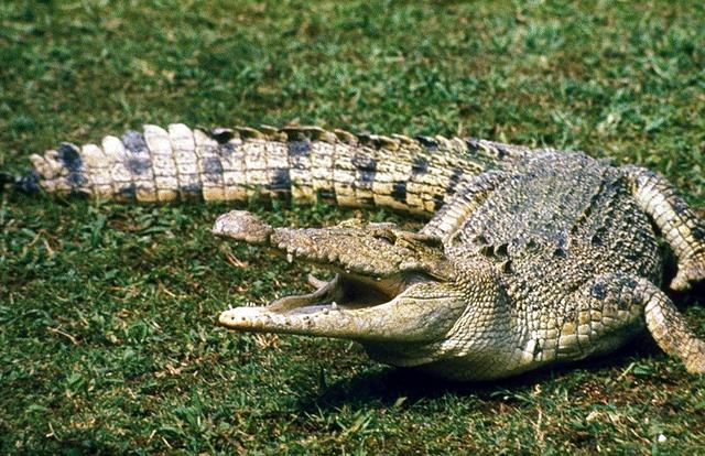 bordás krokodil (Crocodilus porosus) 12 faj
