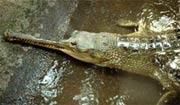 KROKODILOK (CROCODYLIA) rendje Gaviálfélék