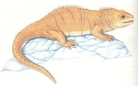 HIDASGYÍKOK (SPHENODONTIDA) rendje Hidasgyíkfélék (Sphenodontidae) tuatura (Sphenodon punctatus, 60.