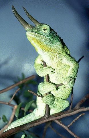 LEGUÁNALAKÚAK (IGUANIA) alrendje Kaméleonfélék (Chamaeleonidae) ránőtt acrodont fogazat,