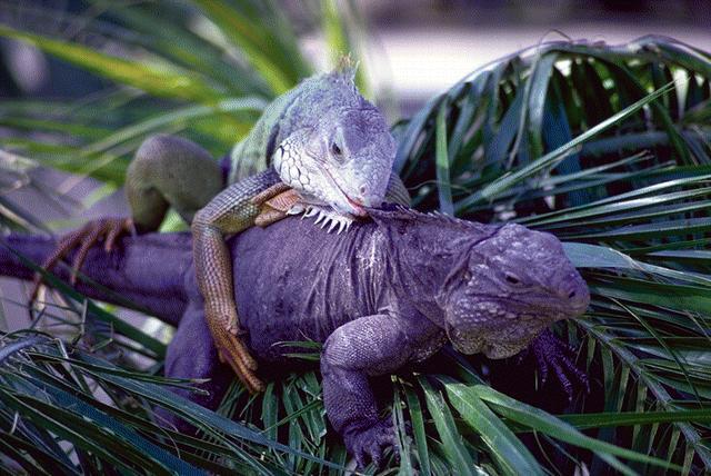 LEGUÁNALAKÚAK (IGUANIA) alrendje Leguánfélék (Iguanidae) Újvilág, Madagaszkár, néhány csendes-óceáni-sziget kb.