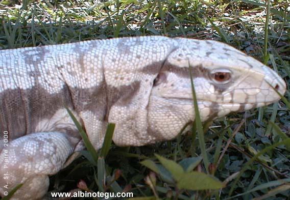 /kolumbiai tegu/