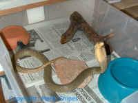 kobra (Naja nigricollis) zöld mamba