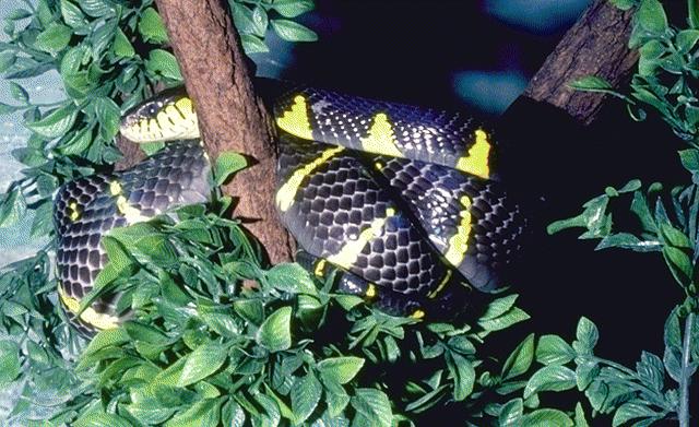 COLUBROIDEA főcsalád Siklófélék (Colubridae) kb.