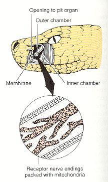 Viperafélék (Viperidae) csöves méregfogak
