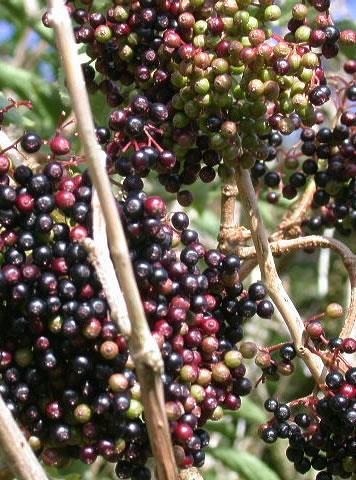 Fekete bodza (Sambucus nigra L.