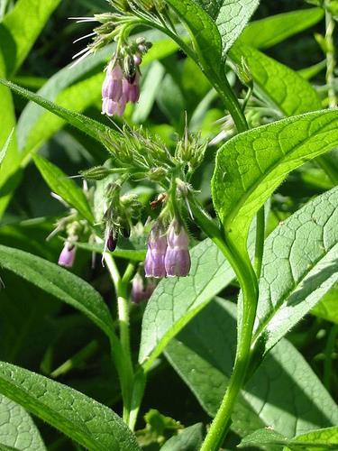 Fekete nadálytő (Symphytum officinale L.) nedves helyeken gyakori gyom A-, C-, és B 12 -vitamint, kalciumot, káliumot, foszfort, jelentős mennyiségű csersavat és tannint tartalmaz (!
