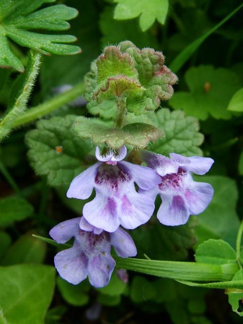 Kerek repkény (Glechoma hederacea L.