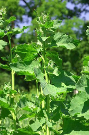 Kerti laboda (Atriplex hortensis L.) már a gyűjtögető társadalmak is főzeléknövényként haszn
