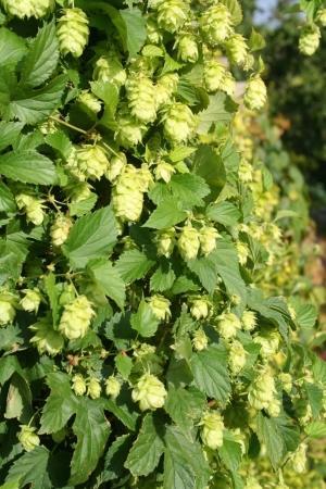 a rómaiak gyógynövényként használták Komló (Humulus lupulus L.
