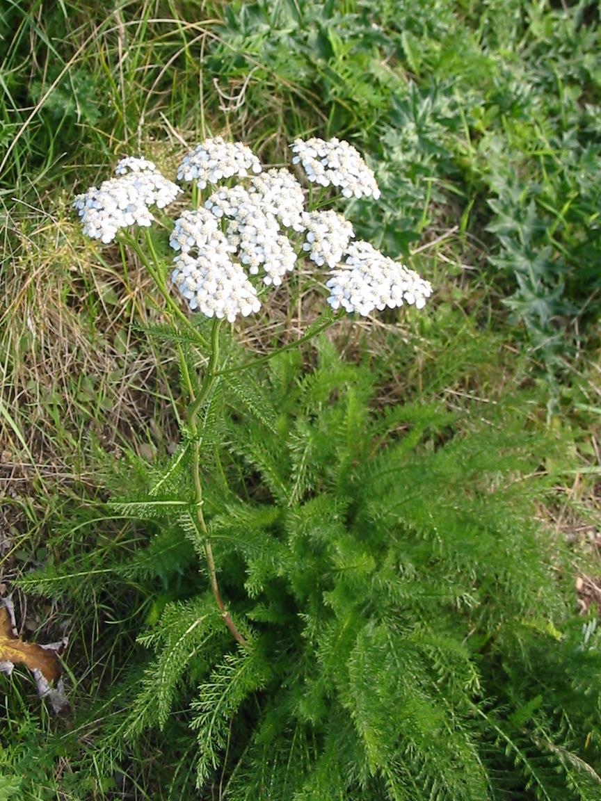 Közönséges cickafark (Achillea millefolium L.