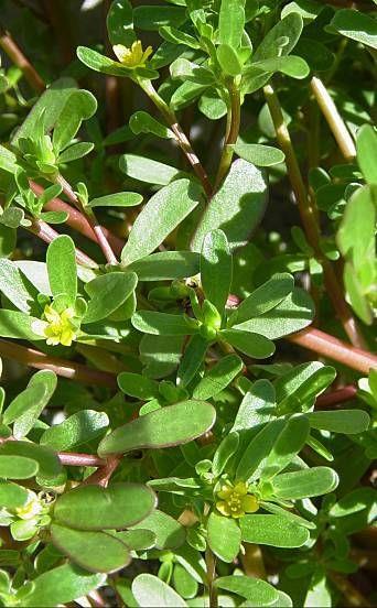 Kövér porcsin (Portulaca oleracea L.