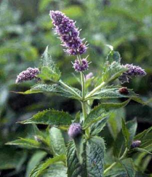 Lómenta (Mentha longifolia L.) csombordmentával összetévesztve enyhe émelygés előfordulhat!