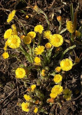 Martilapu (lókörömfű) (Tussilago farfara L.) február-áprilisban virágzik acsalapuval összetéveszthető talajvízjelző növény!