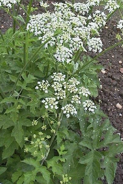 Medvetalp (Heracleum sphondylium L.