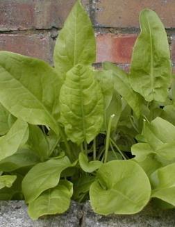 Mezei sóska (Rumex acetosa L.