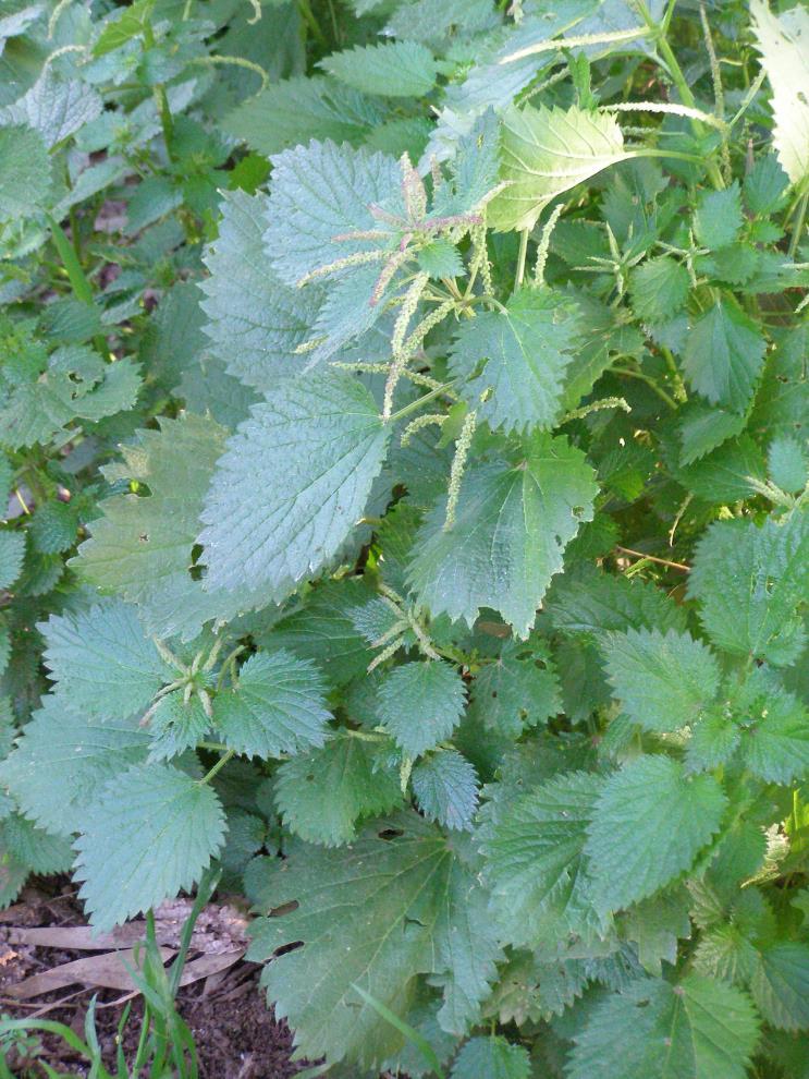 Nagy csalán (Urtica dioica L.