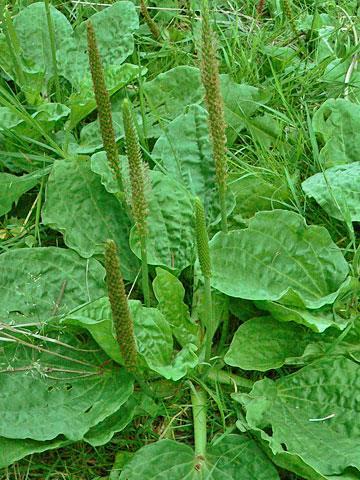 Nagy útifű (Plantago major L.