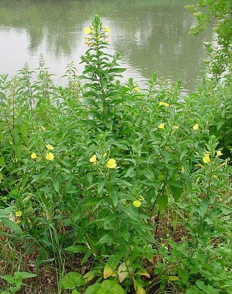 Parlagi ligetszépe (Oenothera biennis L.