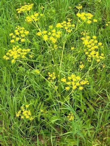 Pasztinák (Pastinaca sativa L.