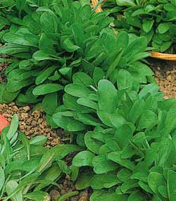 Salátagalambbegy (Valerianella locusta L.