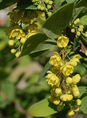 kertekben gyakori cserje Sóskaborbolya (Berberis vulgaris L.