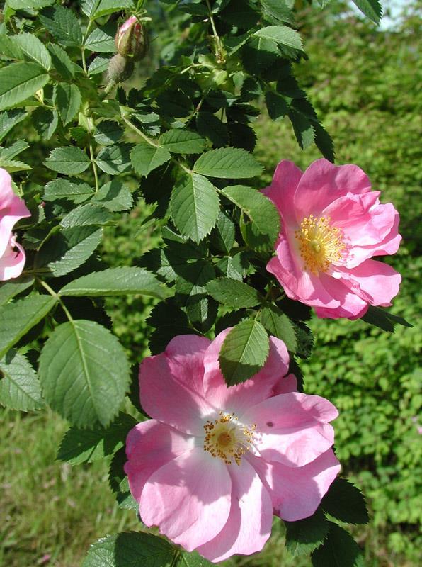 Csipkebogyó (Rosa canina L.