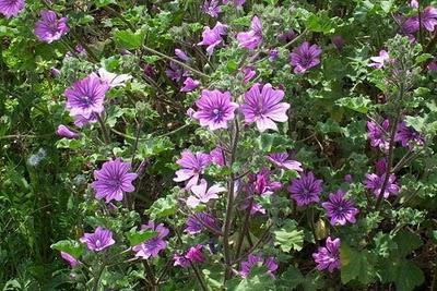 Erdei mályva (Malva sylestris L.